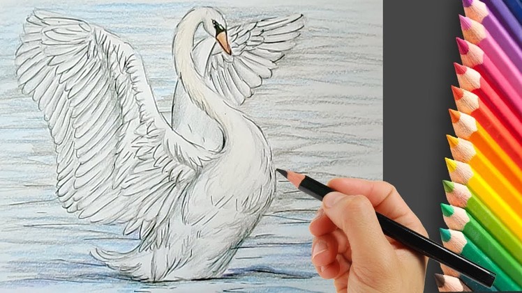 How to Draw a Swan Step by Step Easy
