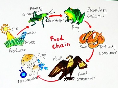 HOW TO DRAW "FOOD CHAIN" DIAGRAM FOR KIDS