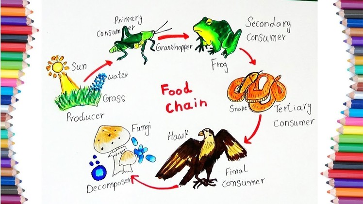HOW TO DRAW "FOOD CHAIN" DIAGRAM FOR KIDS