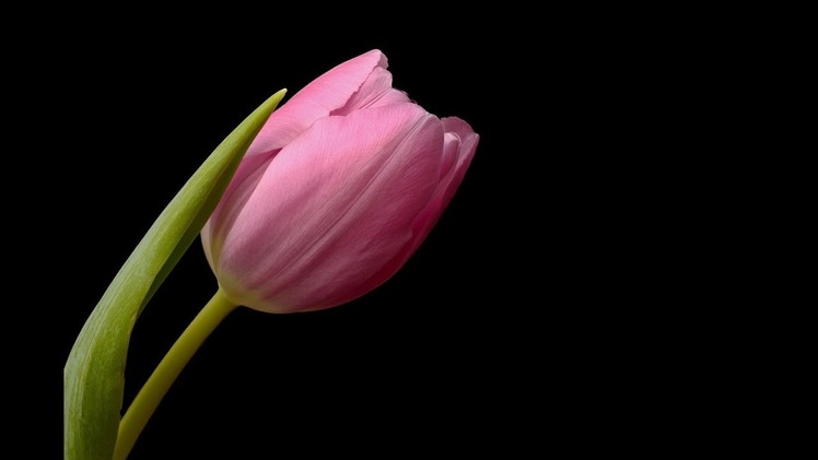How to make a beautiful and amazing tulip with crepe paper