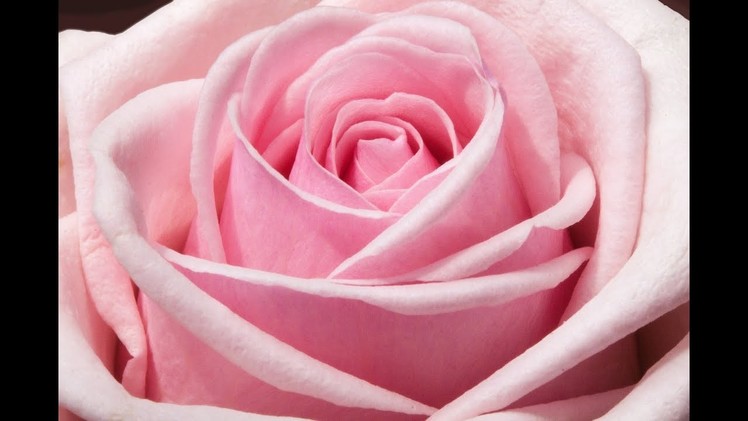 How to make a beautiful rose with toilet paper roll and other recycle materials