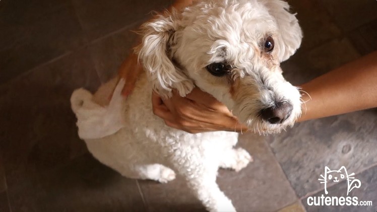 DIY Dog Wipes - Cuteness.com