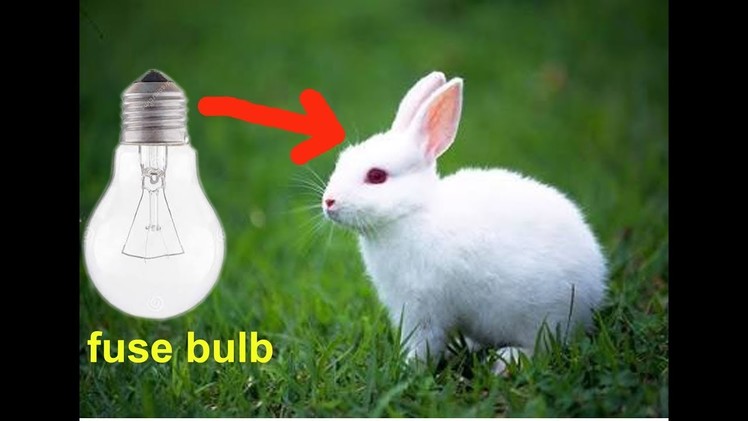How to make rabbit with cotton using bulb.gk craft