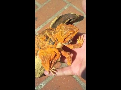 Two-Headed Bearded Dragon with SIX LEGS!!!! New video!!!!