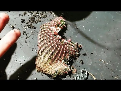DIY HEAVY DUTY PLANT RACK! || My Cactus Popped! || Fern Trials & Talk || TWIG