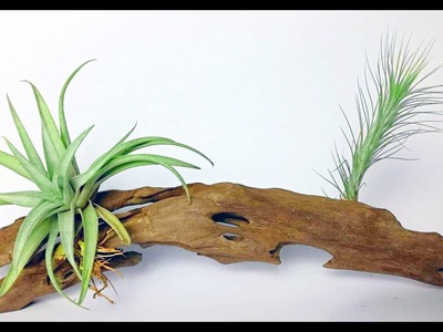 Creative Ideas To Display Air Plants Decoration in Your Home