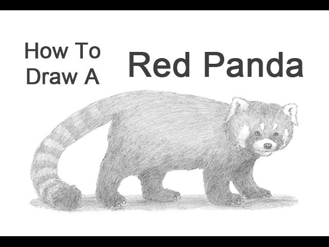 How to Draw a Red Panda