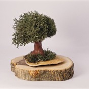 Tree Ornament Standing Trees Reindeer Moss Shell Base Nature Home Decor Handmade (Medium Item)