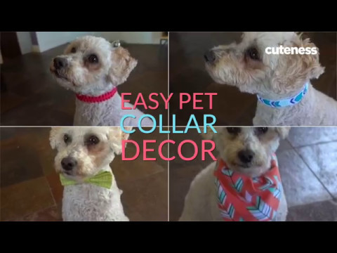 3 Truly Easy Ways To Jazz Up A Pet Collar