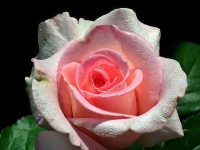 How to make a beautiful and amazing small pink rose with crepe paper!