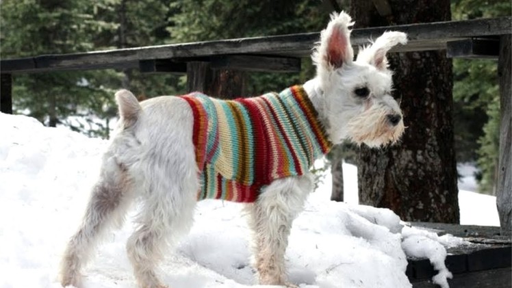 How to Turn an Old Sweater into an Adorable Dog Sweater