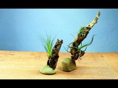 Display Air Plants in Your Home - DIY