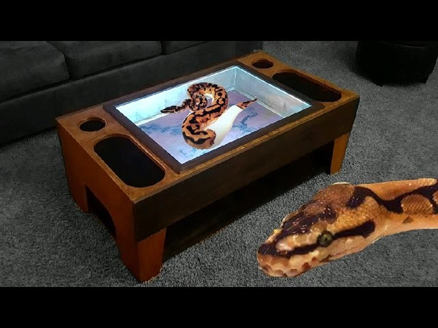 Snakes In A Coffee Table!