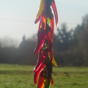 Handmade (MADE TO ORDER) chilli's in fused glass. 23 individual chilli's