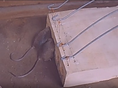 Awesome DIY 430 year old mouse trap, Best mouse trap ever
