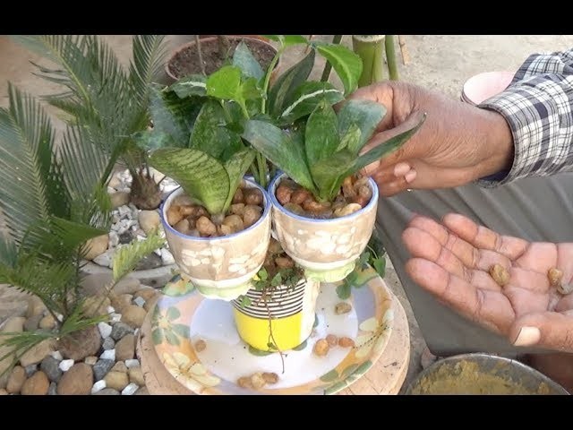 Reusing Ceramic cup as tree pot (with english subtitle)