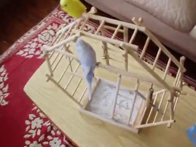 Wooden Ladder Playground - Bird (Budgie) Toy - Unboxing & Review [HD]