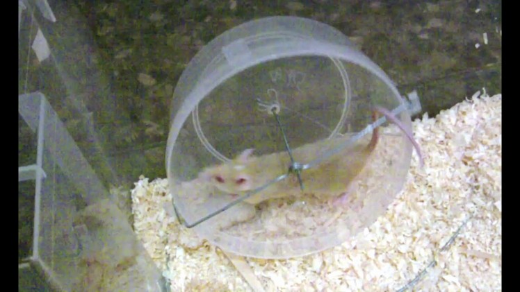 How to make a mouse.hamster wheel out of wire and a tupper