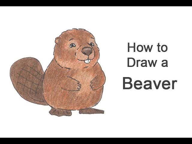 How to Draw a Beaver (Cartoon)