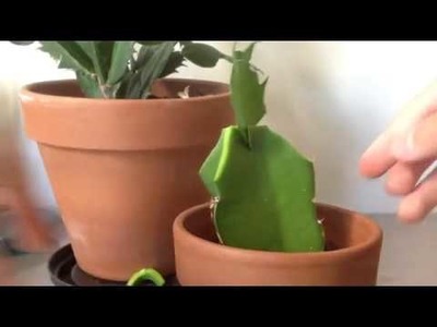 How to graft christmas cactus