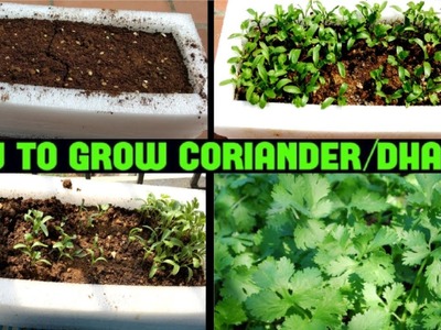 Small Space :- How to Grow Organic Coriander in Apartments From Waste Materials