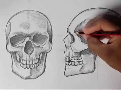How to Draw Human Skull Front.Profile | Human Anatomy
