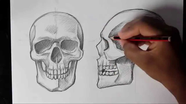 How to Draw Human Skull Front.Profile | Human Anatomy