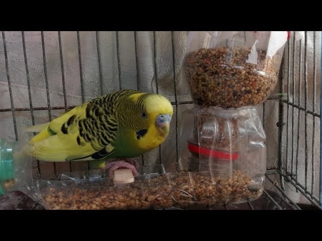How to make a bird feeder| DIY bird feeder with plastic bottles