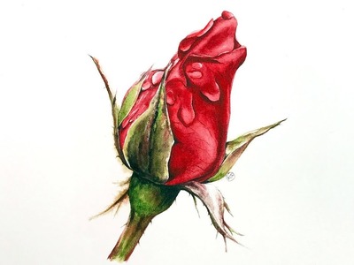Red Rose in Watercolors Painting Tutorial