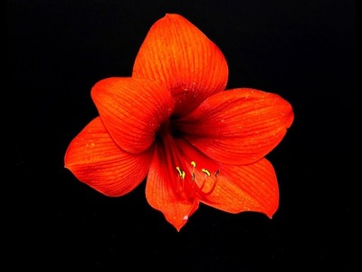 How to make a beautiful and amazing amaryllis flower with crepe paper.
