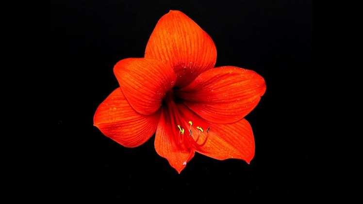 How to make a beautiful and amazing amaryllis flower with crepe paper.