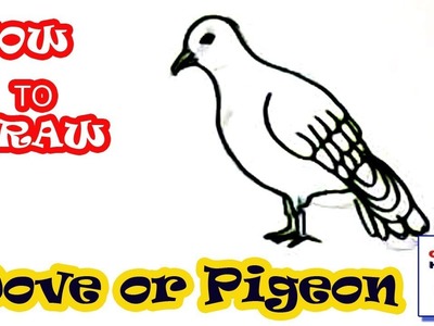 How to draw Dove or Pigeon in easy steps, step by step for children, kids, beginners
