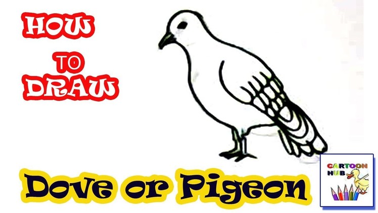 How to draw Dove or Pigeon in easy steps, step by step for children, kids, beginners