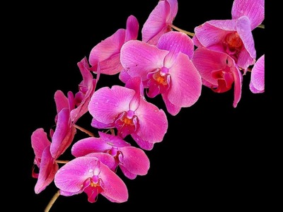 How to make a beautiful and amazing orchids flower with crepe paper.