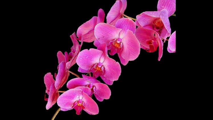 How to make a beautiful and amazing orchids flower with crepe paper.