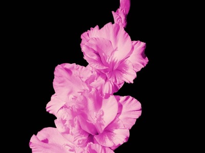 How to make a beautiful and amazing gladiolus flower with crepe paper.