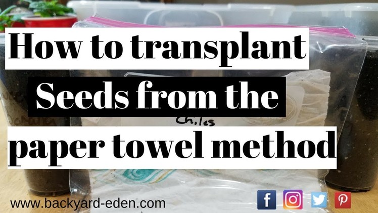 How to transplant seeds from the paper towel method | Backyard Eden - Sustainable Urban Homestead