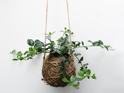 DIY Moss Ball Planter - Hanging Garden - Kokedama