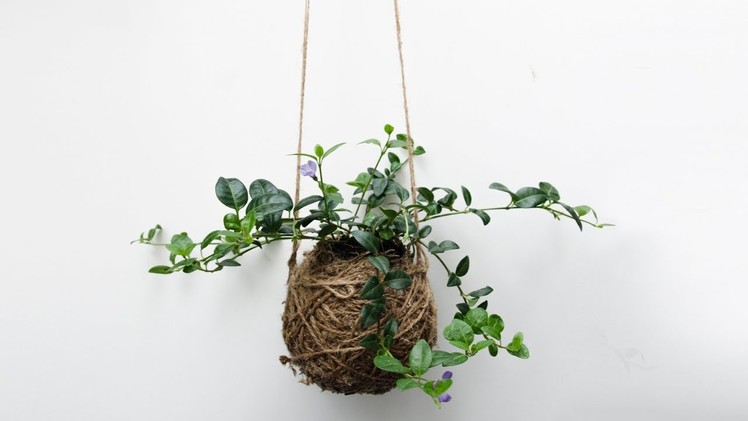 DIY Moss Ball Planter - Hanging Garden - Kokedama