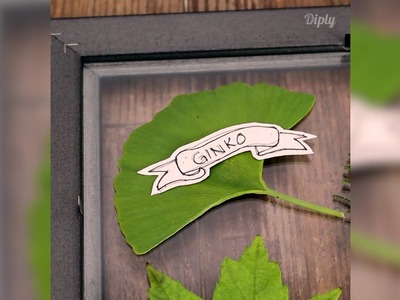 DIY Botany Frame | Crafty