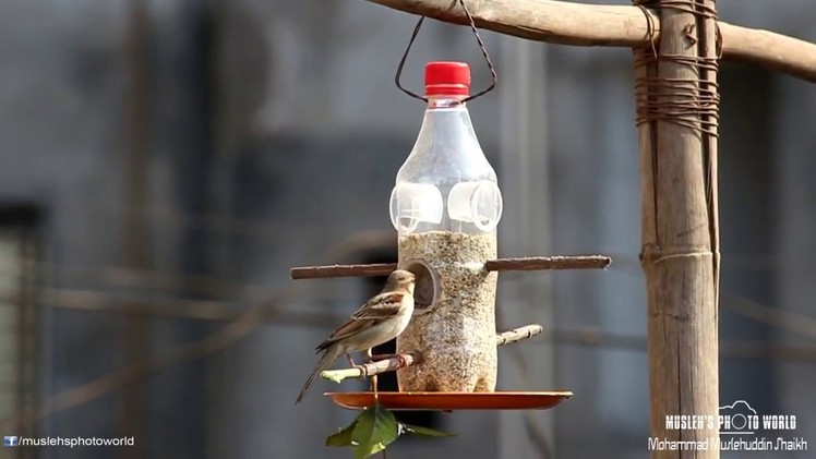 DIY:Bird Feeder.