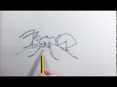 How to draw an Ant - Como dibujar una Hormiga