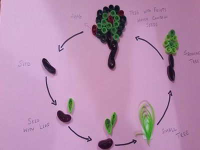 Life cycle of a tree. Paper quilling art. life cycle of a plant.Apple tree life cycle