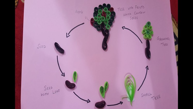 Life cycle of a tree. Paper quilling art. life cycle of a plant.Apple tree life cycle