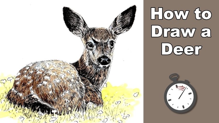How to Draw a Deer in Pen and Ink Time Lapse