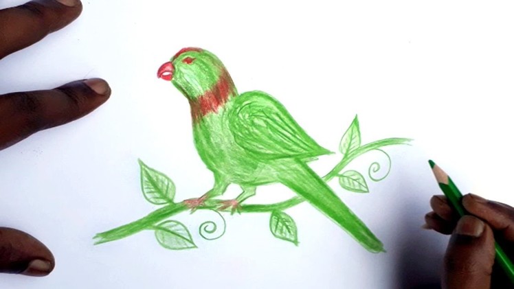 Wood pencil art,,Drawing a 3D Bird How to Draw Parrot   Trick Art on Paper step by step Draw a Reali