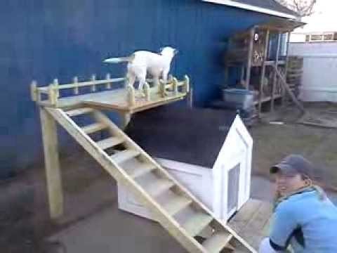 Dog House Double Deck
