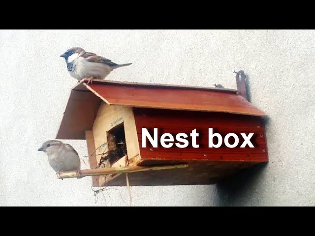 Bird House - How To Make A Bird House At Home - Birds Nesting Box
