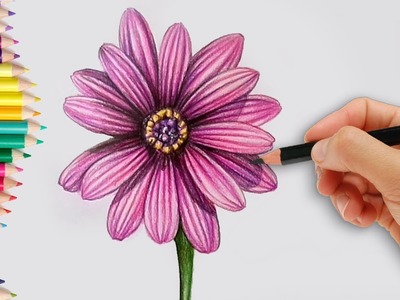 How to Draw a Realistic Dahlia Flower Step by Step How to do Pencil Shading