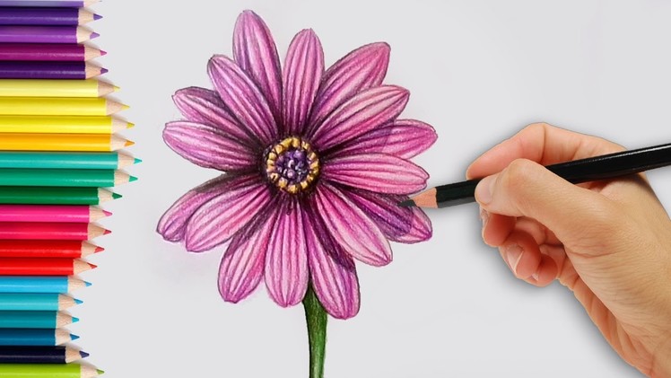 How to Draw a Realistic Dahlia Flower Step by Step How to do Pencil Shading